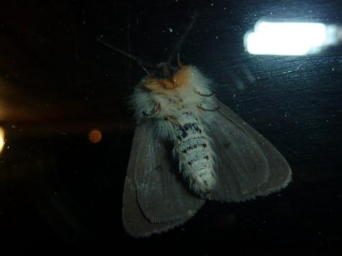 Diaphora mendica